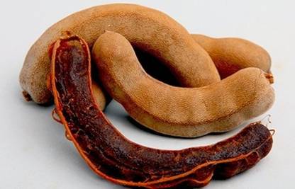 ActrovaX Best Quality Tamarind For Growing [100 Seeds] Seed