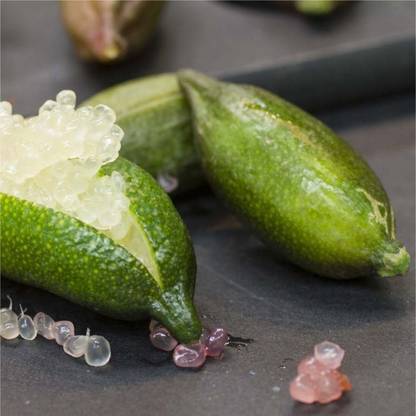 VibeX XII-864 Finger Lime - Citrus Australasica - Caviar Lime Tree Seed