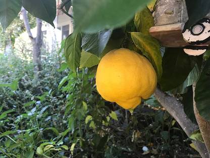 VibeX Lemon Seed
