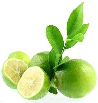 CRGO ™ XII-1247 Australian Finger Lime Semi-Dwarf Tree Seeds Seed