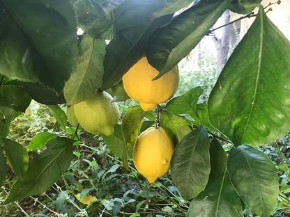 DIOART ® XII-744 Lemon Seeds, Balcony Patio Potted Fruit Trees Seed