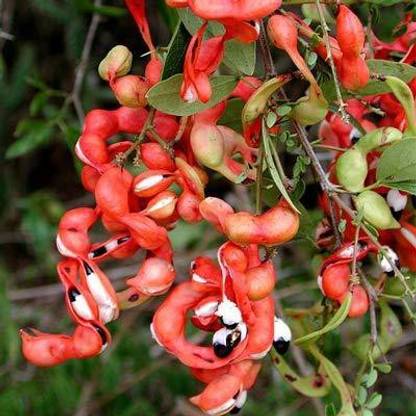 LIVE GREEN Madras Thorn/Pithecellobium dulce Manila Tamarind Tree/Jungle Seed