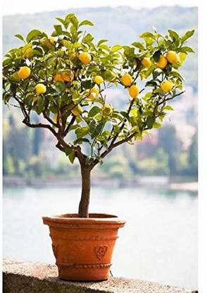 VibeX Lemon Seed