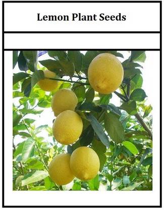 CRGO ™ XII-27 Variety Huge Production Hybrid Seed Lemon Seed