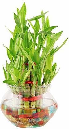 Real Nature Three Layer Bamboo Plant