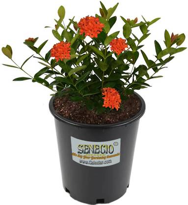 SENECIO Trothic Ixora/Chethi Plant