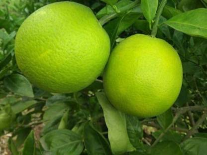 Qualtivate ® Mosambi (Sweet Lime) Seeds Seed