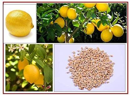 CRGO ® XII-88 Hybrid" Kagzi Lemon" Dwarf Variety Seed