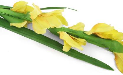 DIOART ® VXI-1330 -24 Bulbs Seed