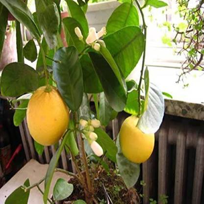 Biosnyg Lemon Tree Seeds Fruit Tree Bonsai Seeds 50 Seeds Seed