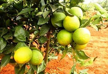 Qualtivate ® Mosambi Sweet Lemon Fruit Plant Seed Seed