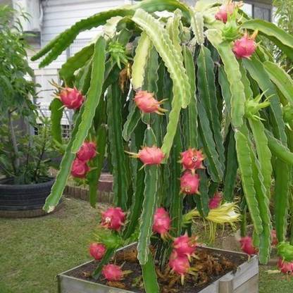 Paudha Dragon fruit Seed