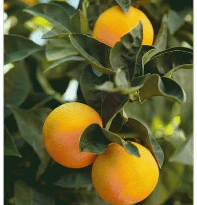 VibeX ® XII-322 Mosambi/Sweet Lemon Fruit Healthy Plant Seeds Seed