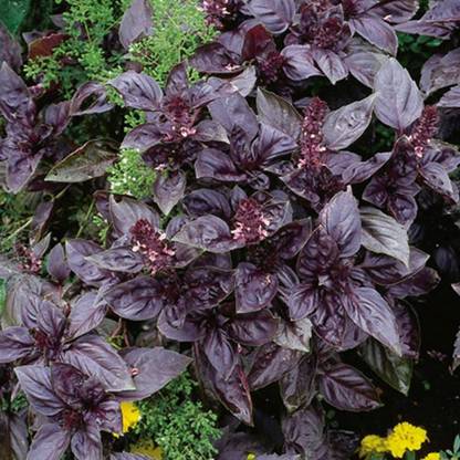 PMB Basil red rubin Seed