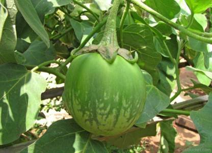VibeX VVI-4 - Green (Eggplant) Brinjal Vegetable -Hybrid - (150 Seeds) Seed