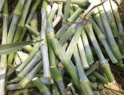 SIDDHARTH INDIA Super Napier/Pakchong 1 Multi-Cut Hybrid Fodder Grass Slips for Animal Husbandry Like Cow, Buffalo, Goat, Sheep, Poultry, Rabbit (Pack of Average 100 Slips) Seed