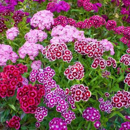 XOLDA Exotic dianthus Seed