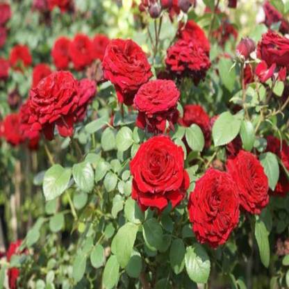 Zomoloco Rose Plant