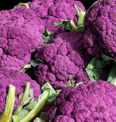 PMB Gobi purple Seed