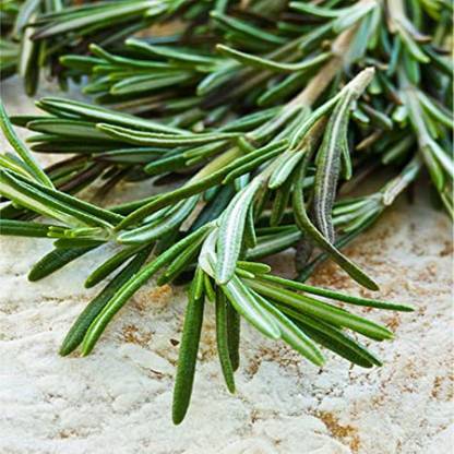 PMB Rosemary Seed