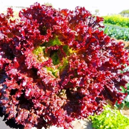 Go Green Lettuce lollo rosso Seed