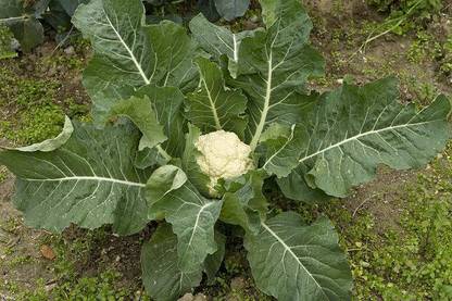 Green Tree Cauliflower Seed