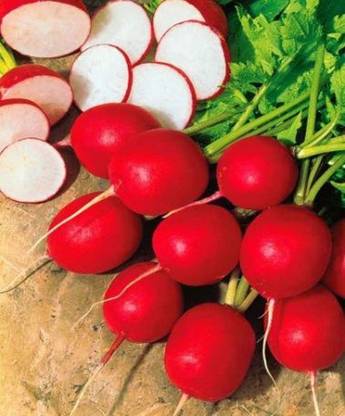 prev Red round radish Seed