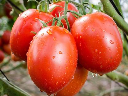 Paudha Roma tomato long Seed