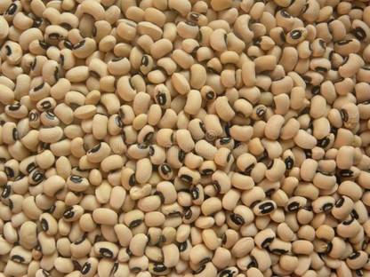 Paudha Lobia green Seed