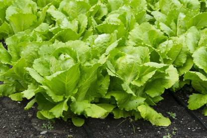 Arlo Salad lettuce Seed