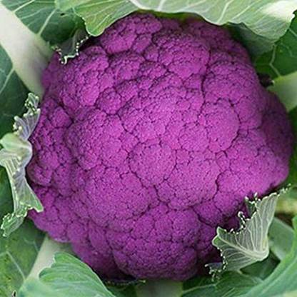 Go Green Gobi purple Seed