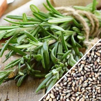 PMB Rosemary Seed