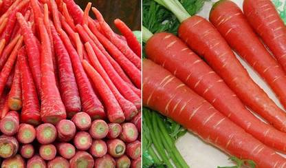 Sjeme Carrot Seed