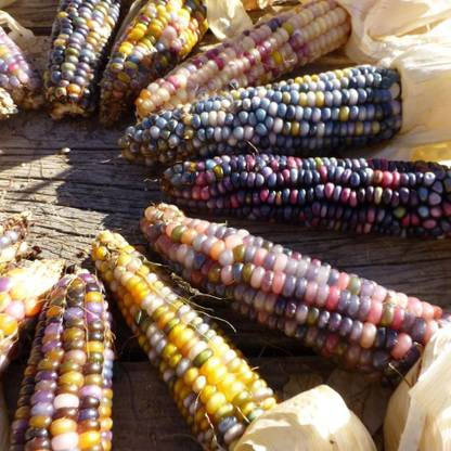 PMB Rainbow corn Seed