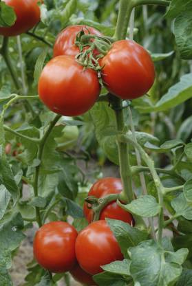 Paudha Tomato Seed