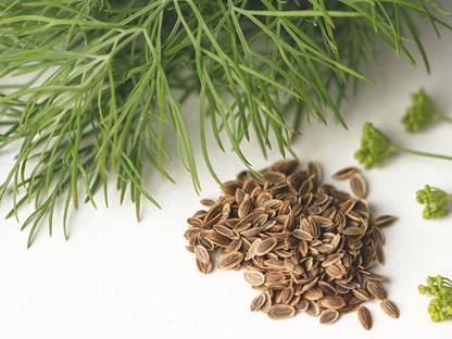 Kofy Dill Seed