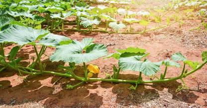 Green Tree kaddu, Pumpkin, Squash Seed