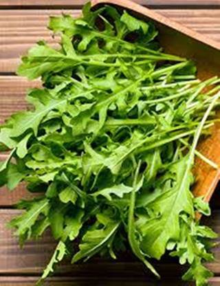XOLDA Rocket leaf (salad) Seed