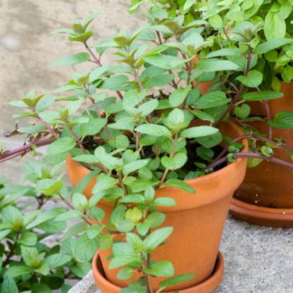 Paudha Aromatic mint herb (marjoram) Seed