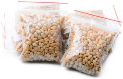 VibeX Seed Grow Wheatgrass Sprouting Seed