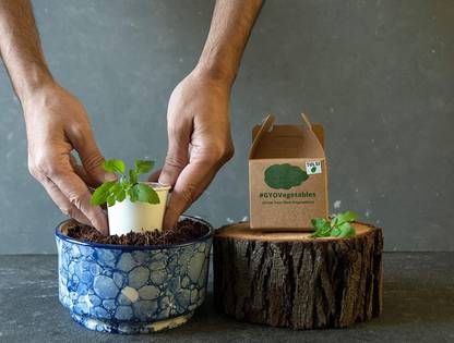 VibeX ® RPG-172-Lets Grow Tulsi Growing Kit Seed
