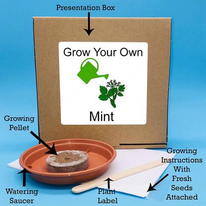 VibeX ™ RPG-67-Indoor Herbs Growing Kit – Unusual, Unique and Quirky Coriander Seed