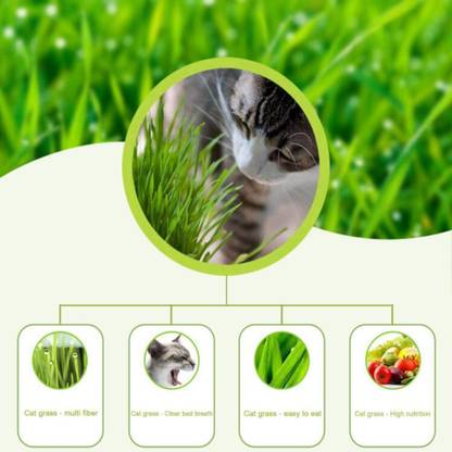 DIOART ™ XXX-1249-Cat Grass Seeds Mini Organic Pet Grass Kit-1385 Seed
