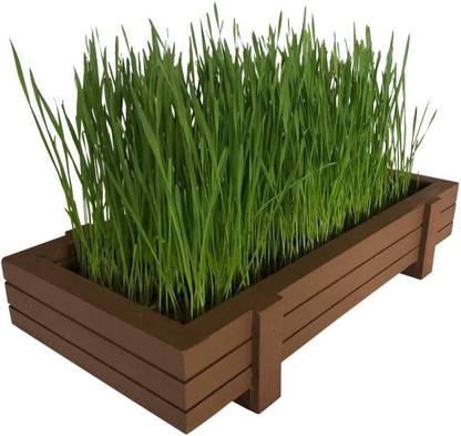 VibeX ® MXI-1336-Certified Organic Wheatgrass Kit Seed