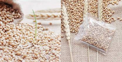 VibeX ® LXI-1416-Hard Red Wheat Seed, Grow Wheatgrass Sprouting Seed