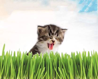 VibeX ™ MXI-1413-Cat Grass Seeds for Planting,Organic Wheat Grass Seeds Seed