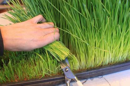 VibeX ™ XII-1505-Wheat Grass Seed - CAT Grass - Sprouting Seed