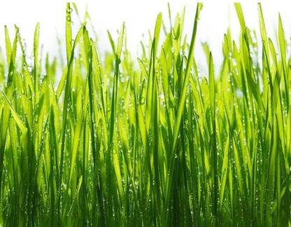 VibeX ® MXI-1350-Wheat Seed, Grow Wheatgrass Sprouting Seed
