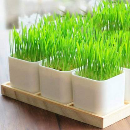 VibeX ® VXI-1296-Super Agri Green Wheat Grass Organic Seeds Seed