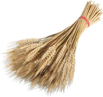 VibeX ™ VXI-1401-Blended Natural UK Microgreen Wheatgrass Seeds Seed